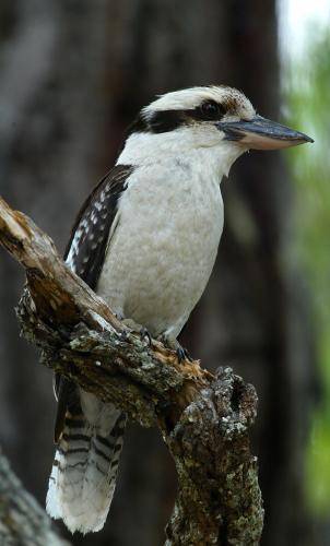 Laughing Kookaburra