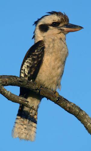 Laughing Kookaburra