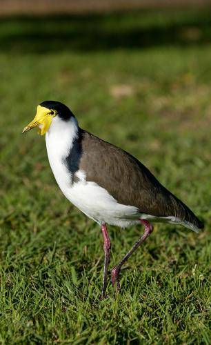 Masked Lapwing