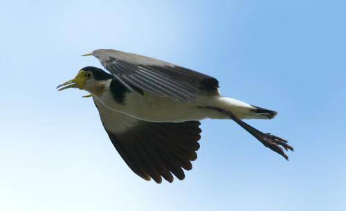 Masked Lapwing