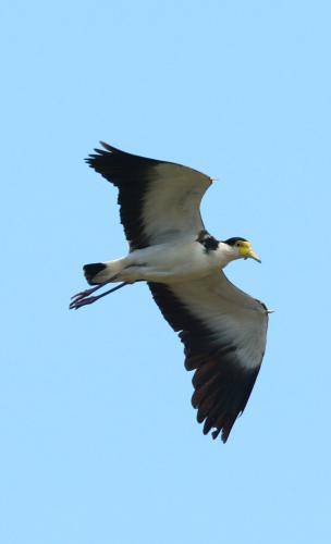Masked Lapwing