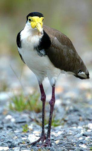 Masked Lapwing