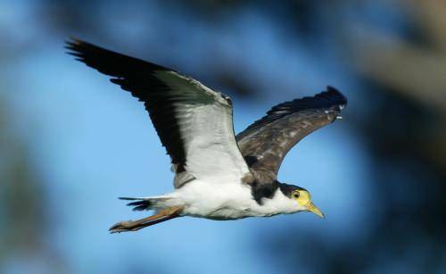 Masked Lapwing