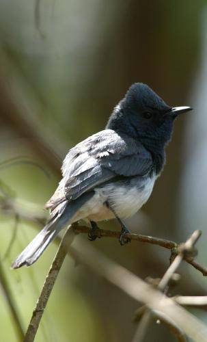 Leaden Flycatcher
