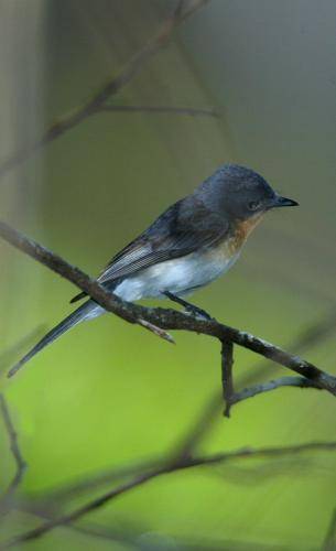 Leaden Flycatcher
