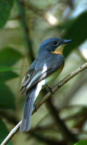 Leaden Flycatcher