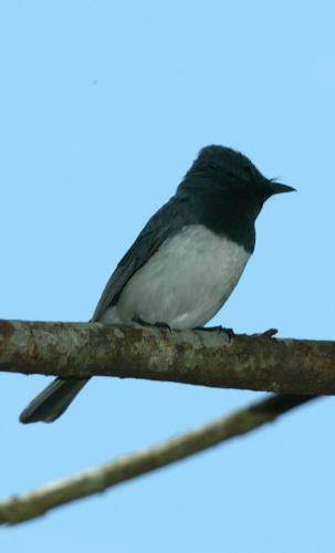 Leaden Flycatcher