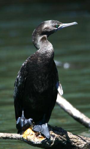 Little black Cormorant