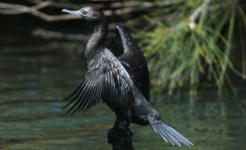 Little black Cormorant