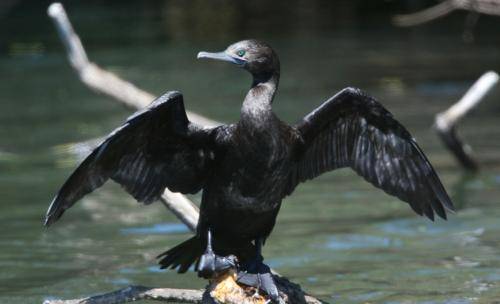Little black Cormorant