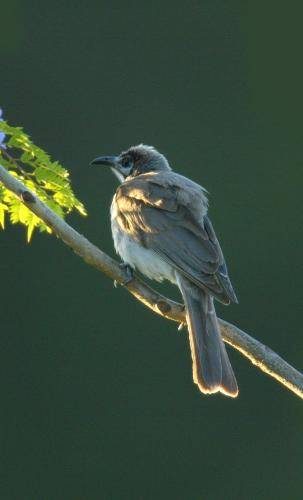 Little Friarbird