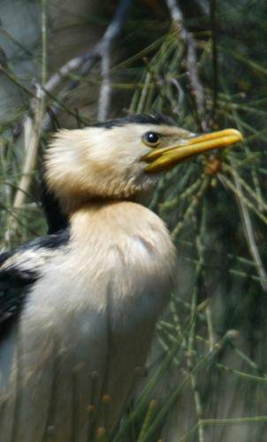 Little pied Cormorant