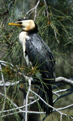 Little pied Cormorant