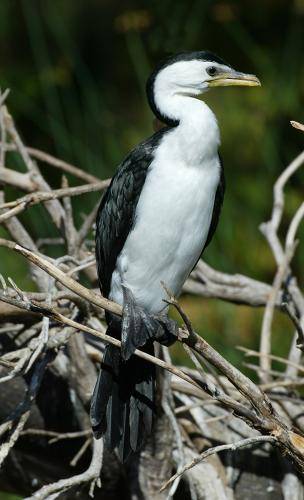 Little pied Cormorant