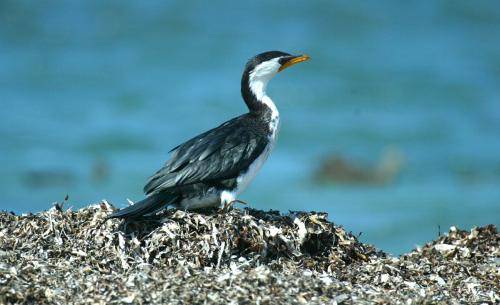 Little pied Cormorant