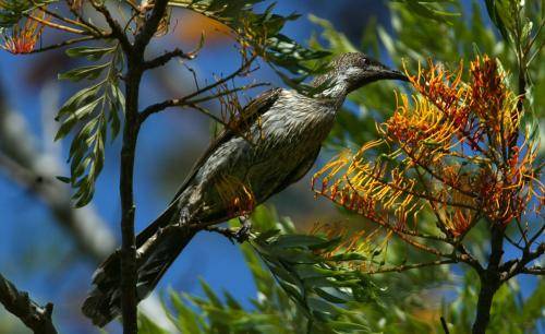 Little Wattlebird