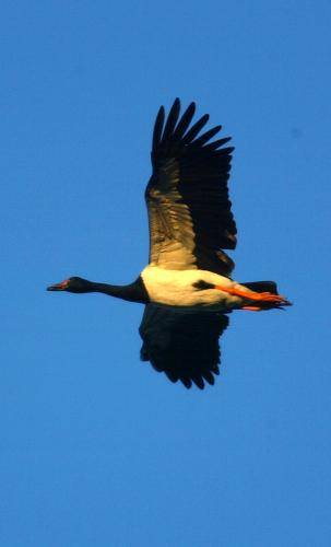 Magpie Goose
