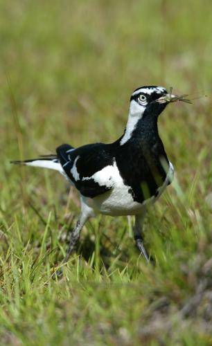 Magpie Lark