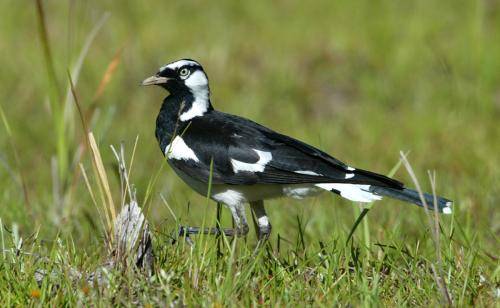 Magpie Lark