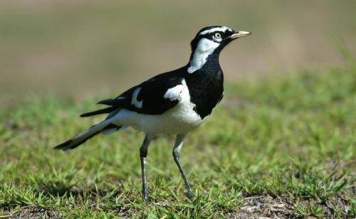 Magpie Lark