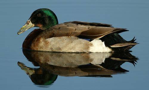 Mallard