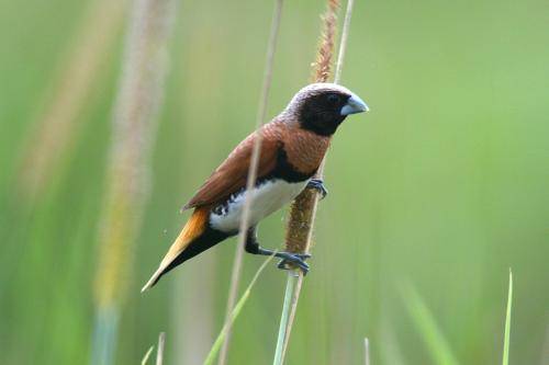 Chestnut breasted Mannikin