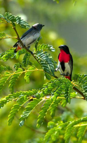 Mistletoebird
