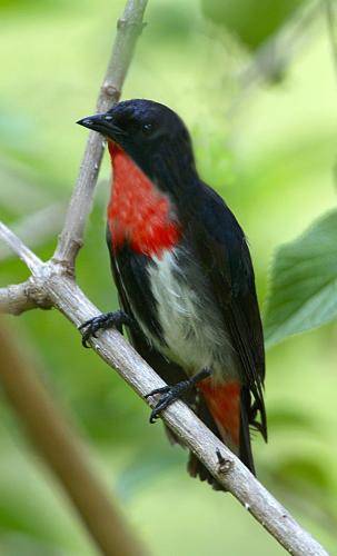 Mistletoebird