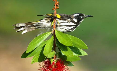 New Holland Honeyeater