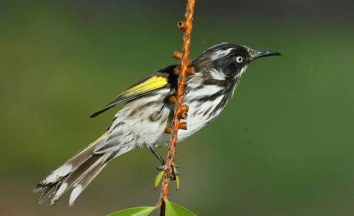New Holland Honeyeater