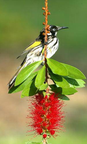New Holland Honeyeater