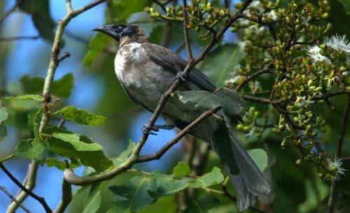 Noisy Friarbird