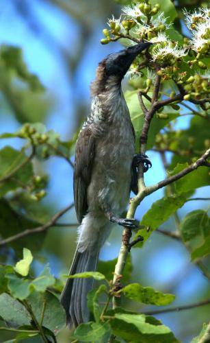 Noisy Friarbird