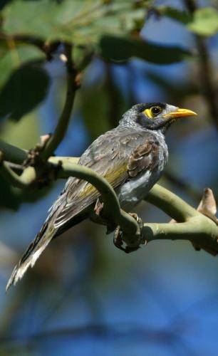 Noisy Miner