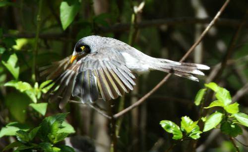 Noisy Miner