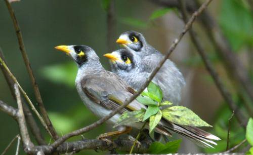 Noisy Miner