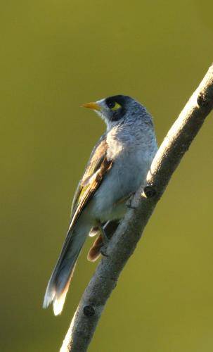 Noisy Miner