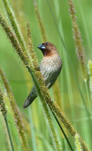 Nutmeg Mannikin