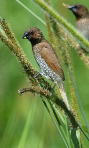 Nutmeg Mannikin