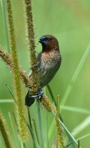 Nutmeg Mannikin