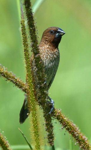 Nutmeg Mannikin