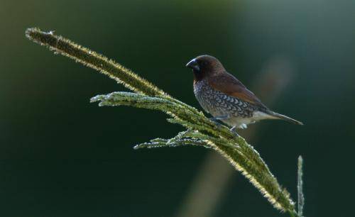 Nutmeg Mannikin