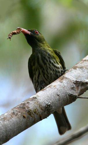 Olive backed Oriole