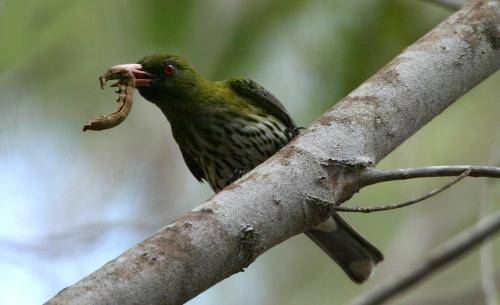 Olive backed Oriole