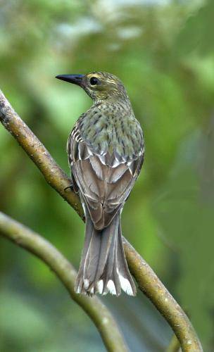 Olive backed Oriole