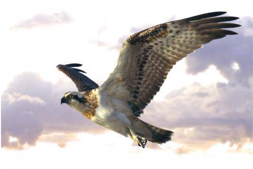 Osprey*