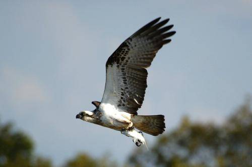 Osprey