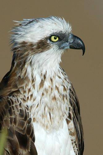 Osprey