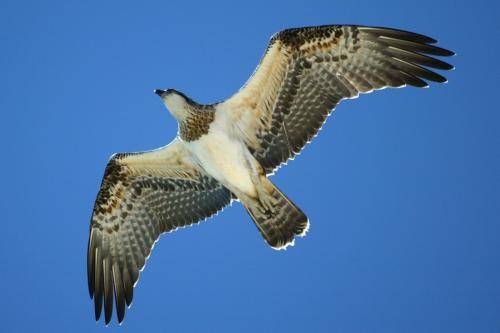 Osprey