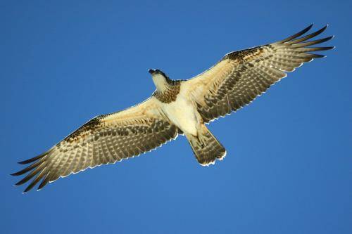 Osprey